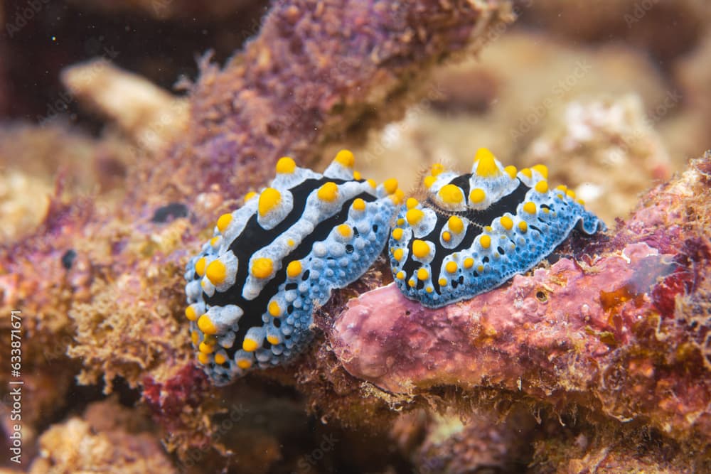 two beautiful nudibranchs on a coral, macro shot