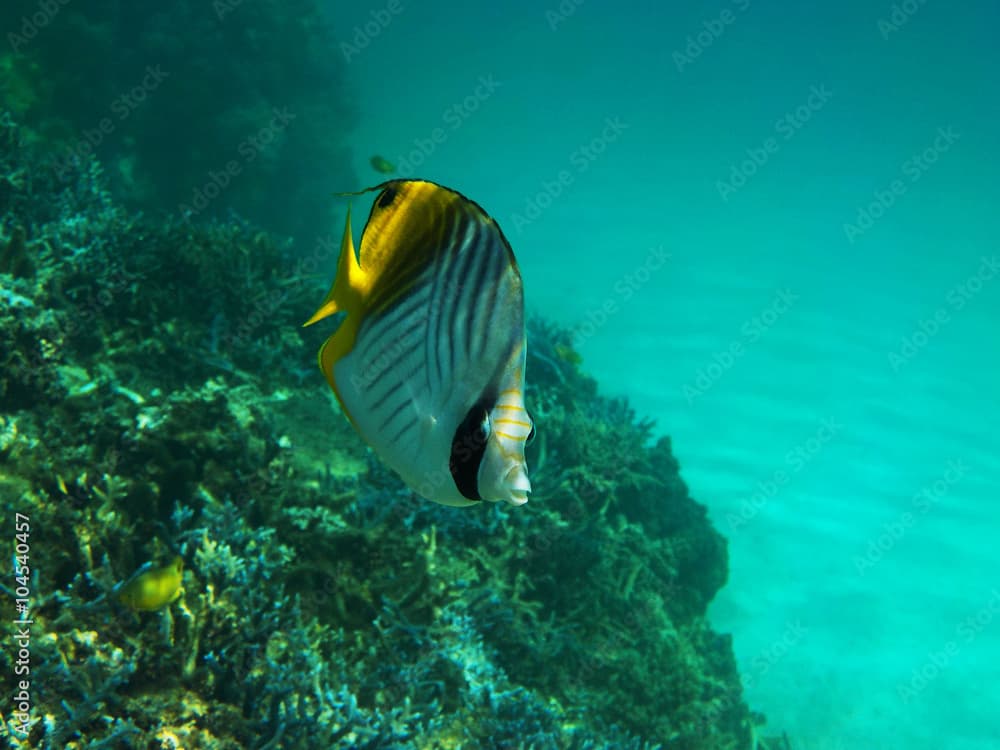 Threadfin butterflyfish