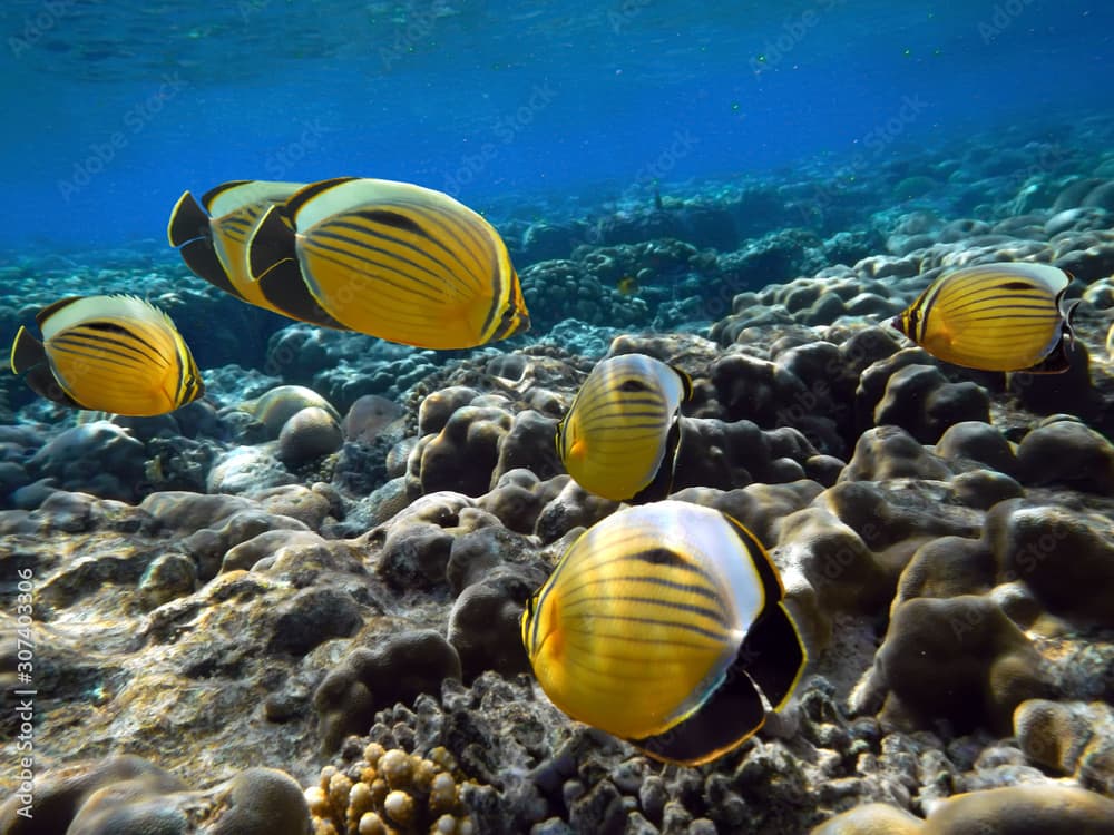 Fish oval butterflyfish Chaetodon lunulatus