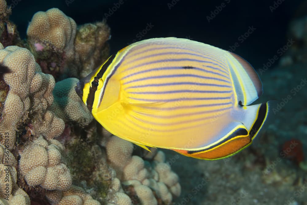 Close-up portrait of an Oval Butterflyfish (Chaetodon lunulatus); Maui, Hawaii, United States of America