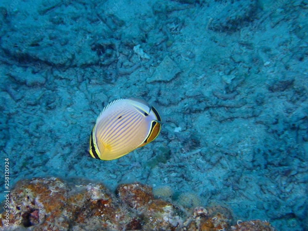 ミスジチョウチョウウオ　chaetodon lunulatus