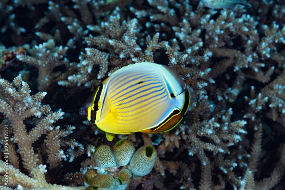 Pacific Pinstriped Butterflyfish Chaetodon lunulatus