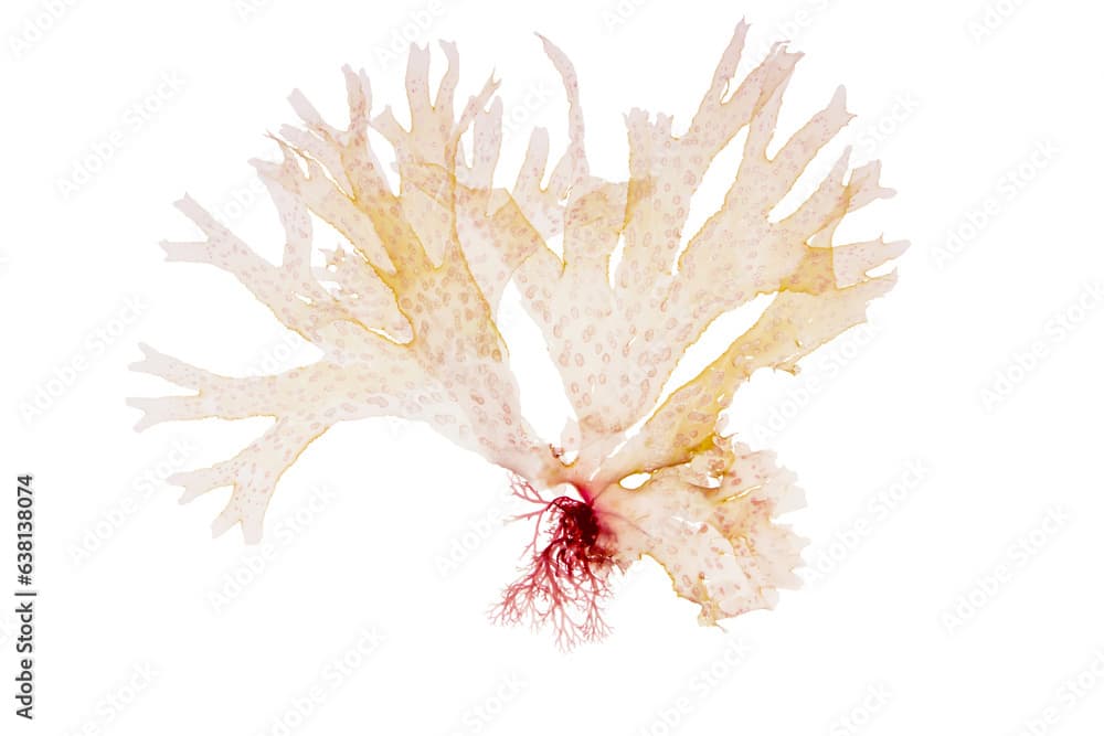 Nitophyllum punctatum seaweed isolated transparent png. Spotted scarf weed algae. 