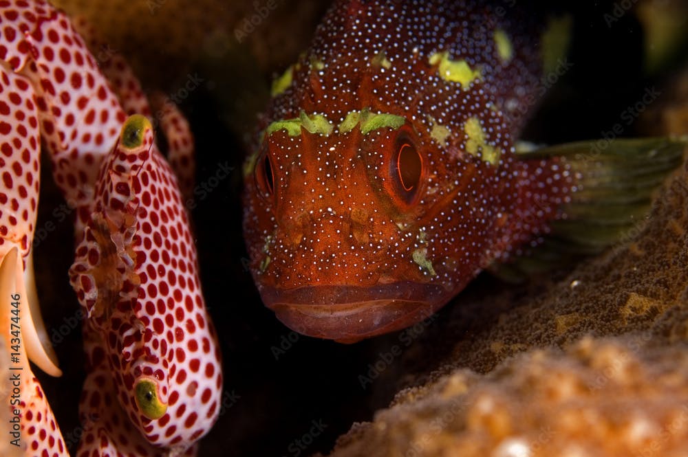 Secretive yellowspotted scorpionfish, Sebastapistes cyanostigma, hiding between hardcoral branches, Kritimati Island Kribati.