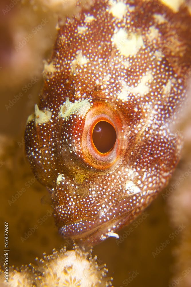 Coral scorpionfish (Sebastapistes cyanostigma)