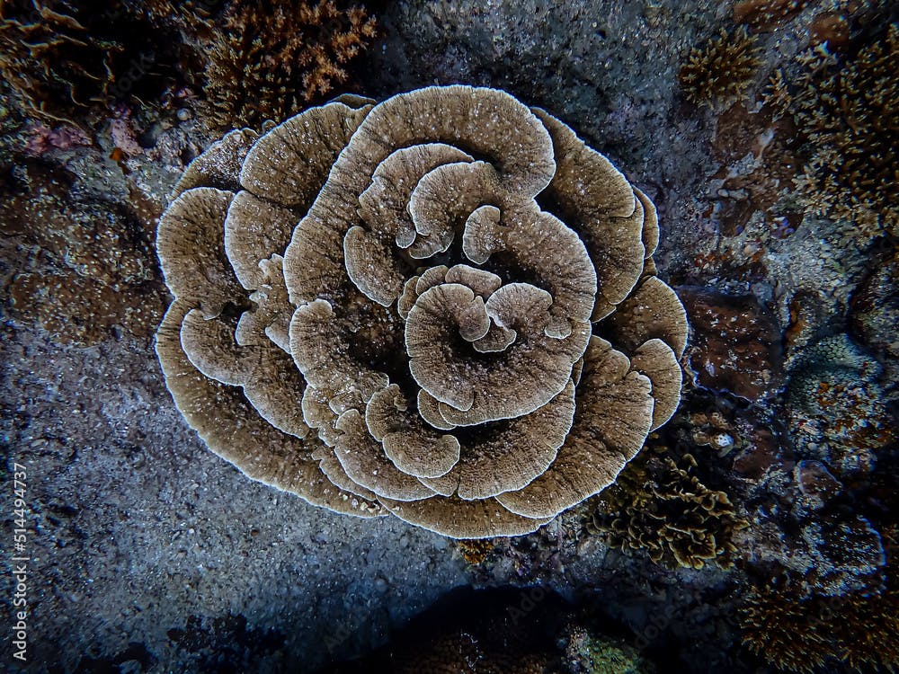 leaf Coral in the coral reef