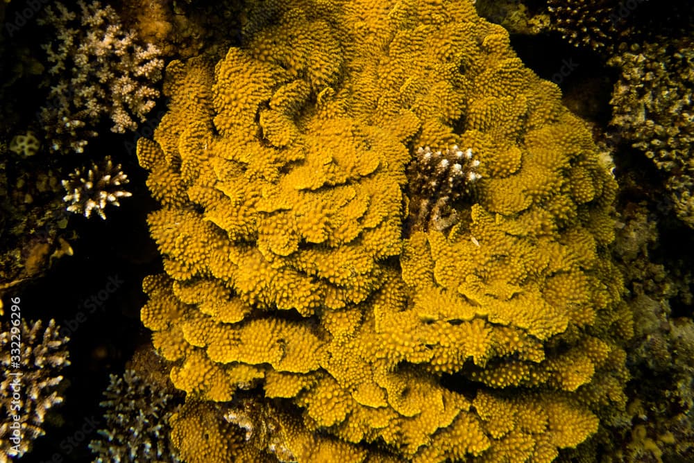 Close-up of a leaf coral on a reef in the Red Sea