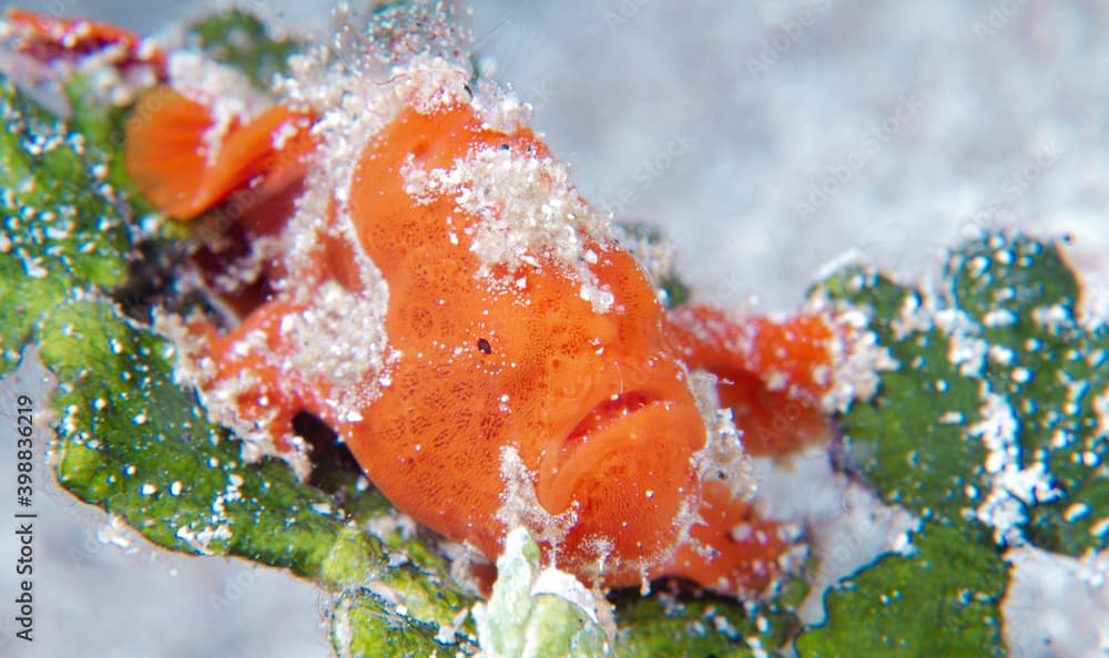 Juvenil Orange Painted Frogfish (antennarius pictus) lay on green leaf coral at Tulamben Bali Indonesia