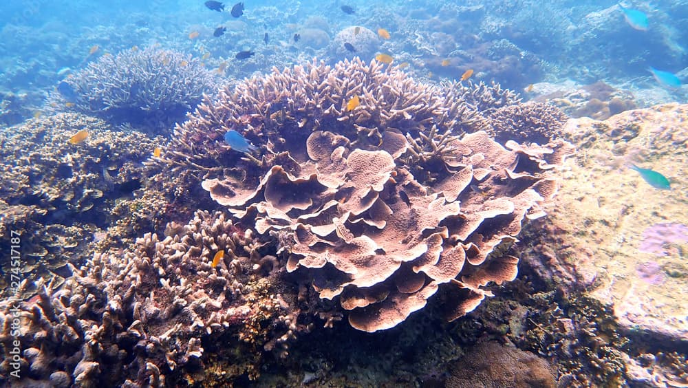 Staghorn coral and Leaf Coral are a group of marine in Nyaungoopee Island, Myanmar