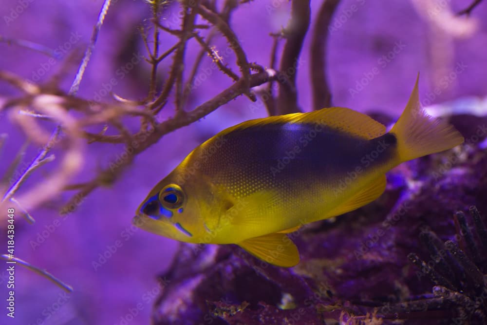 The Shy hamlet (Hypoplectrus guttavarius) in aquarium.