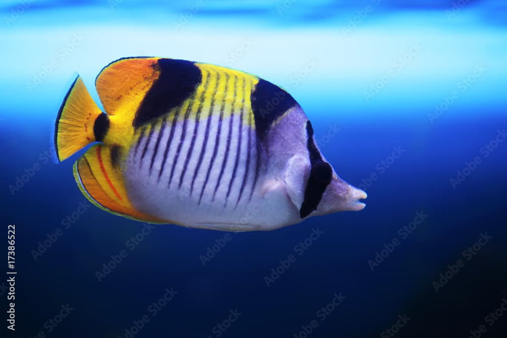 tropical fish Chaetodon falcula