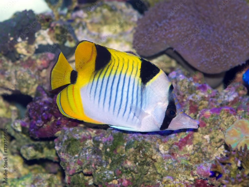 Falcula or Indian Ocean Saddleback Butterflyfish, Chaetodon falcula