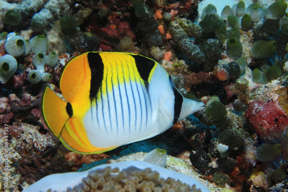 Blackwedged butterflyfish