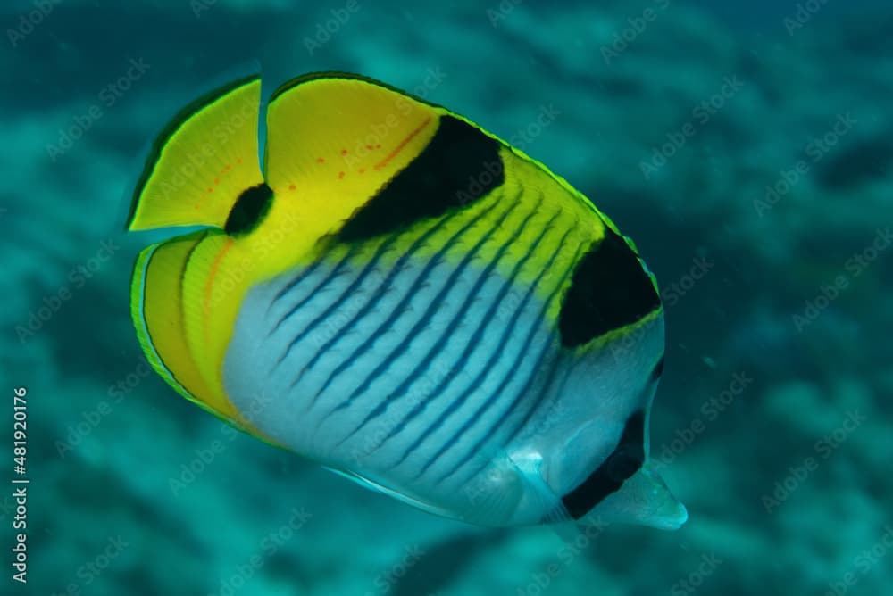 Pesce farfalla, Chaetodon falcula, mentre nuota sulla barriera corallina