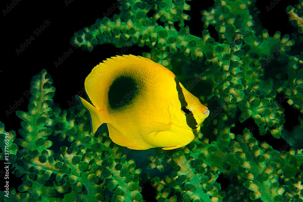 Mirror butterflyfish, Chaetodon speculum, in front of black sun coral, Tubastraea micrantha, Komodo Island, Indonesia, Indo-Pacific.  