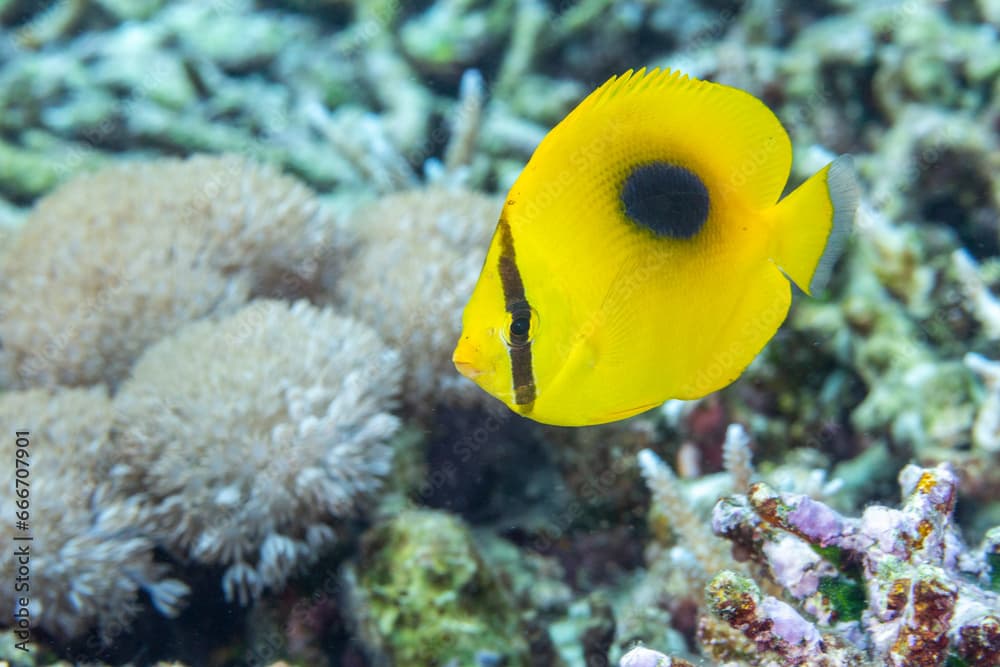 An adult mirror butterflyfish (Chaetodon speculum), off Kri Island, Raja Ampat