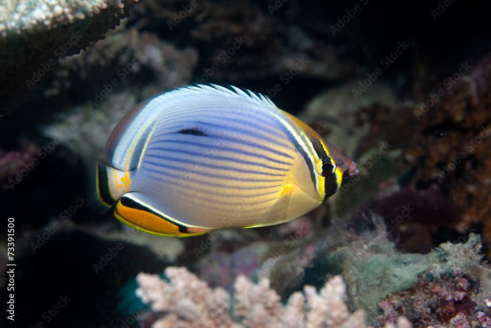 chaetodon trifasciatus