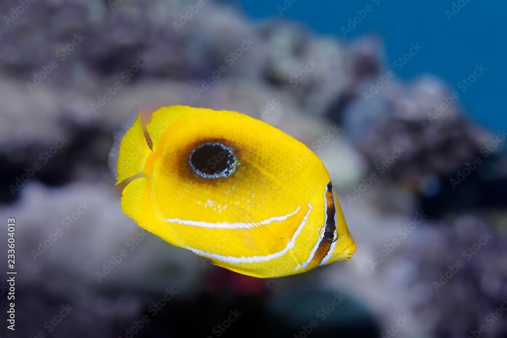 Mirror butterflyfish (Chaetodon speculum), swims in the claw reef, Indonesia, Sulawesi, Selayar, Flores Sea, Pacific, Indonesia, Asia