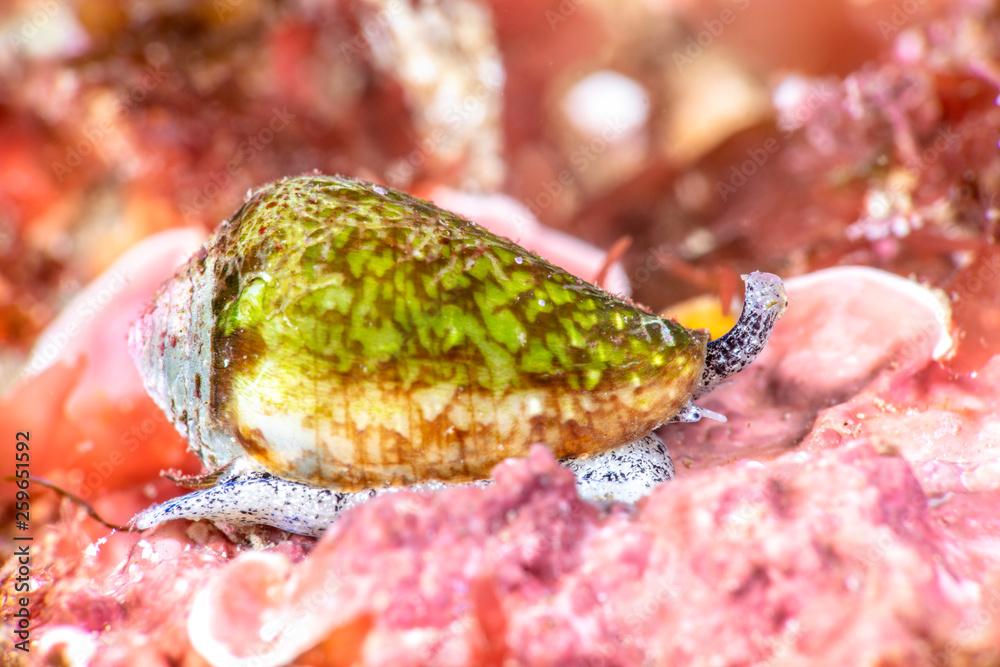 California cone snail