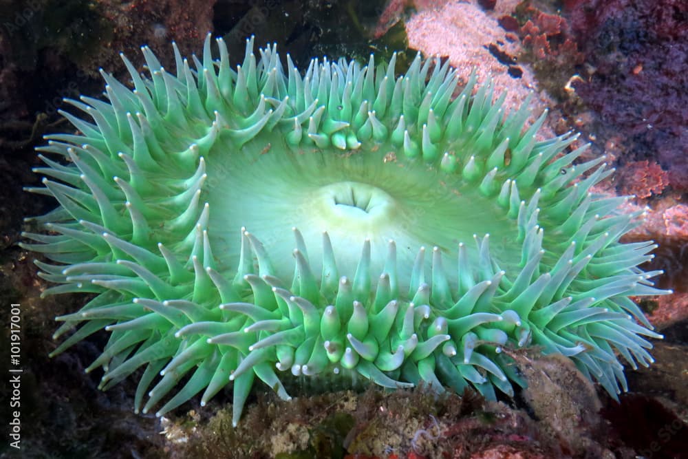 Giant Green Anemone - Anthopleura xanthogrammica