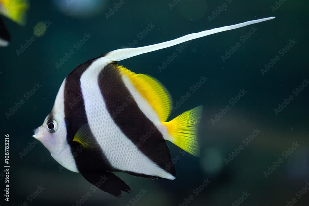 Pennant coralfish (Heniochus acuminatus).