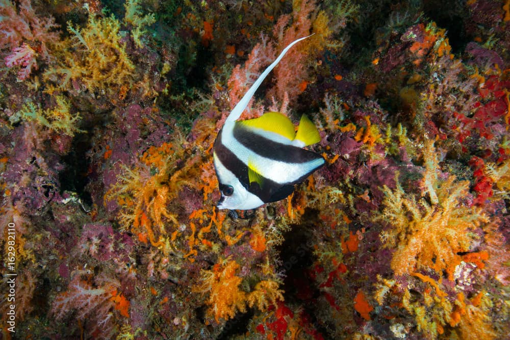 longfin bannerfish (Heniochus acuminatus) hovering near the rock more soft coral background yellow color,Andaman Sea , Thailand