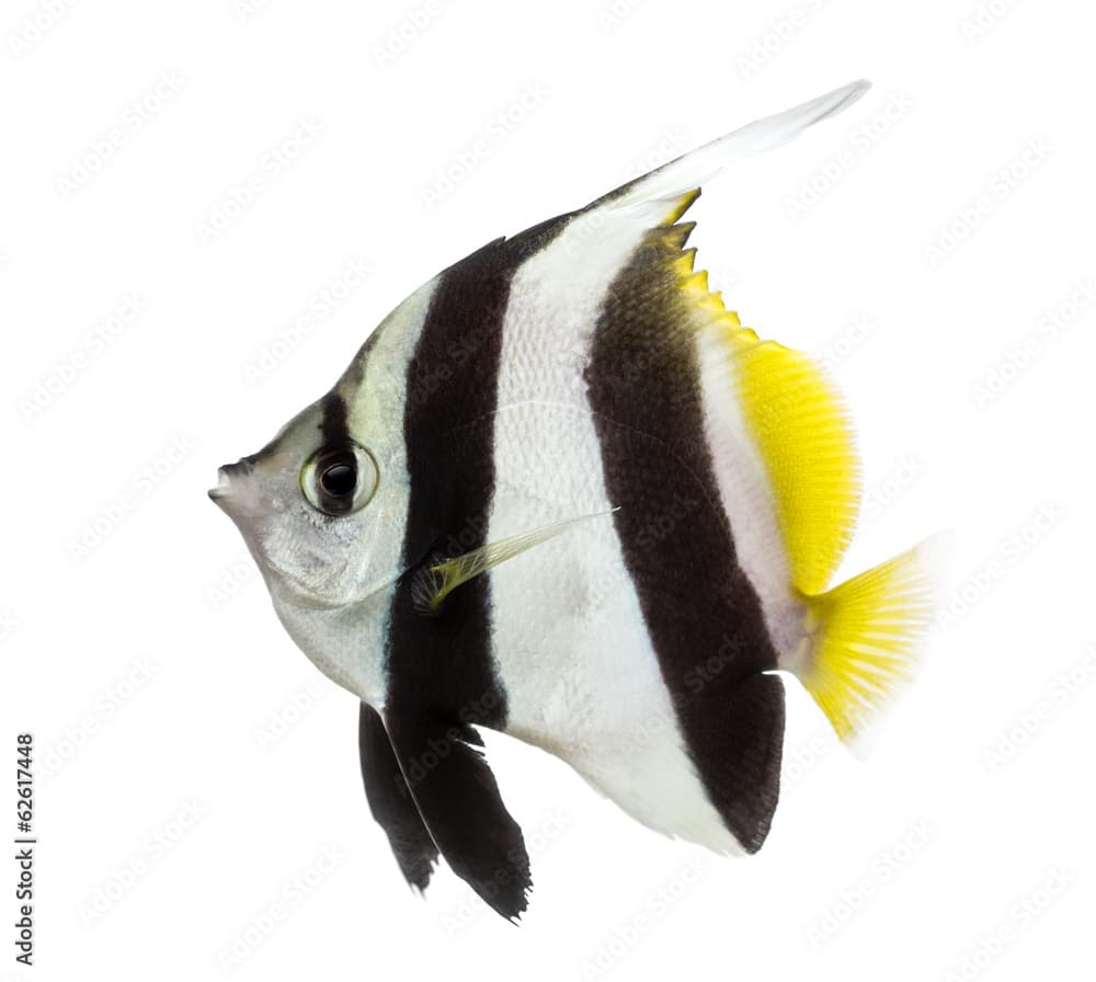 Side view of a Pennant Coralfish, Heniochus acuminatus