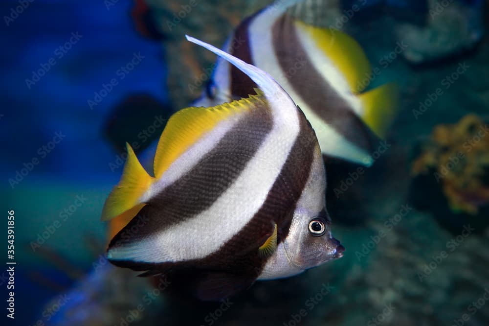 Pennant coralfish (Heniochus acuminatus).