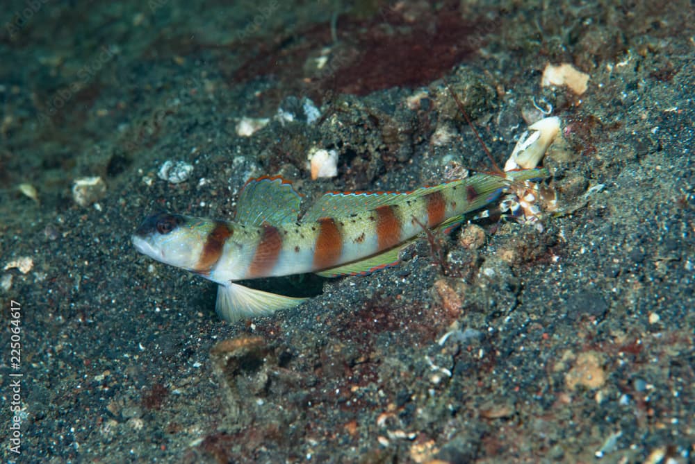 Masked Shrimp-Goby Amblyeleotris gymnocephala