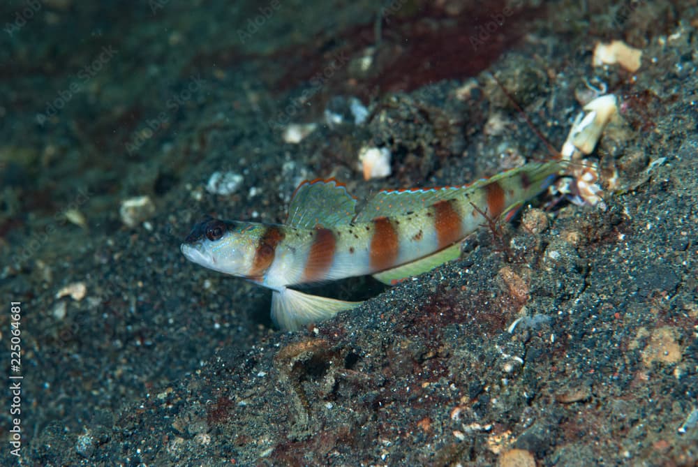 Masked Shrimp-Goby Amblyeleotris gymnocephala