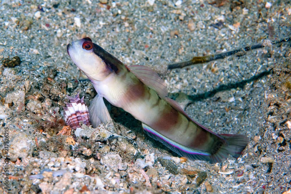 Masked Shrimp-Goby Amblyeleotris gymnocephala