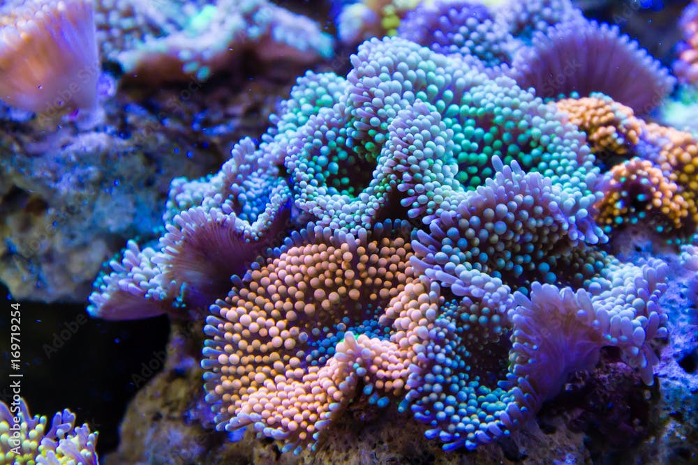 Ricordea florida Coral