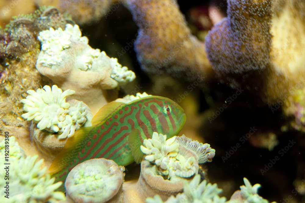 Green Clown Goby (Gobiodon atrangulatus)