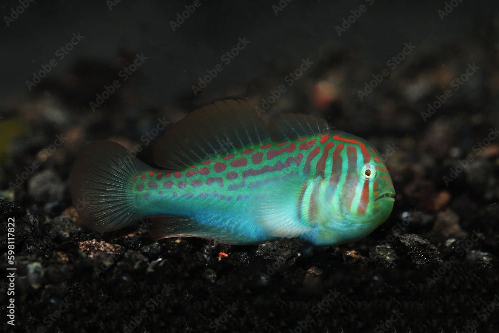 Broad barred goby or Green clown goby (Gobiodon histrio 