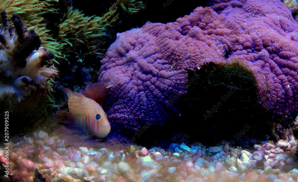 Green Clown Goby (Gobiodon atrangulatus) 