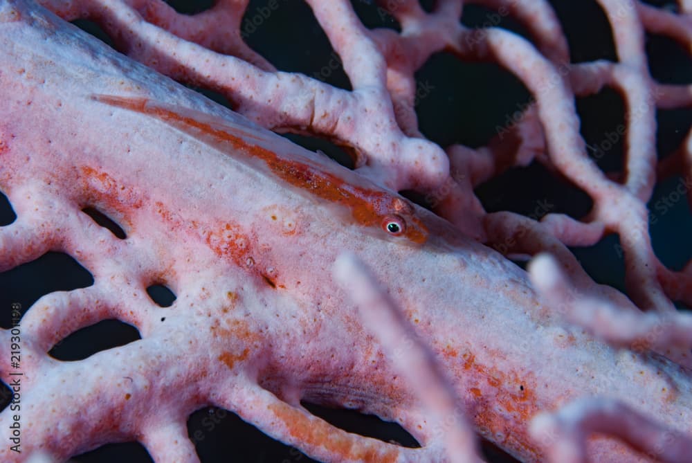Stonycoral Ghostgoby Pleurosicya micheli