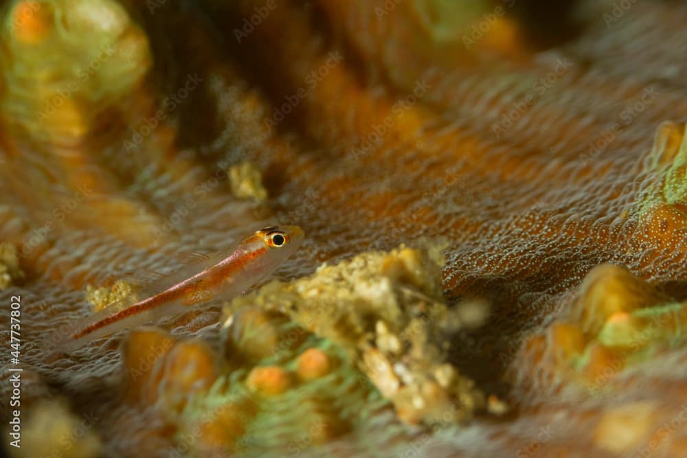 Pleurosicya micheli fish at sea bottom