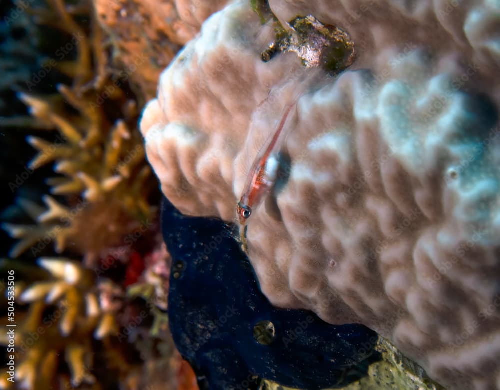 A Michel's Ghost Goby (Pleurosicya micheli) in the Red Sea, Egypt