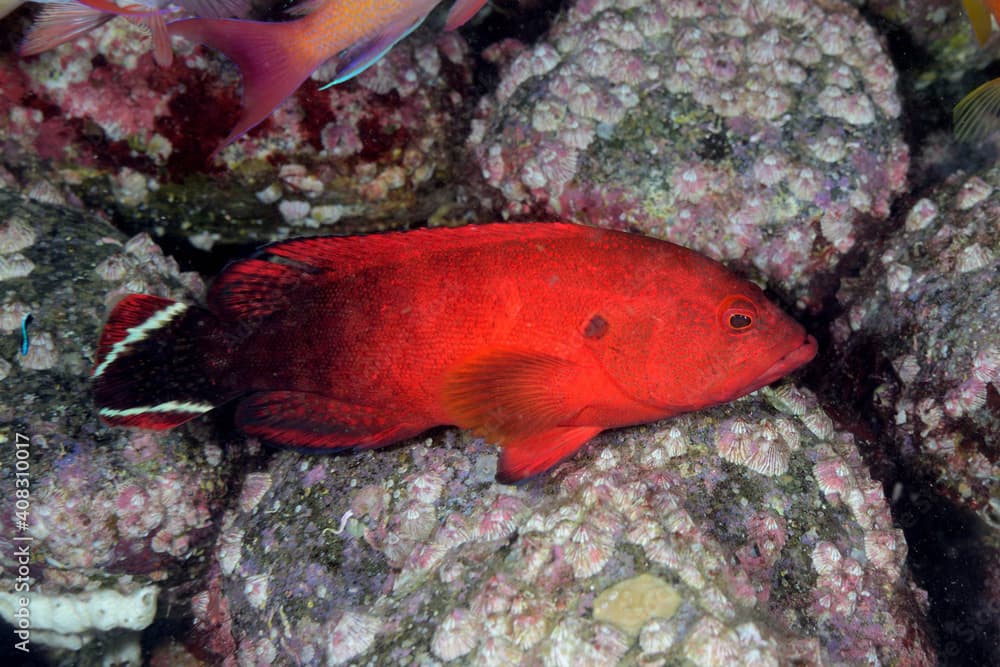 ニジハタの若魚