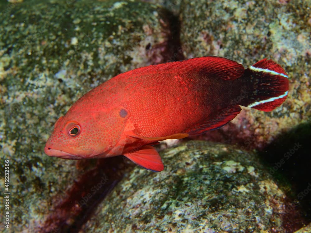 ニジハタの若魚