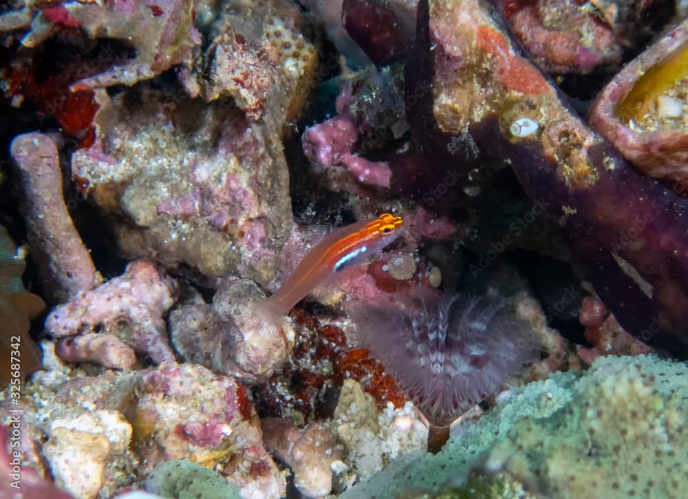 Neon Pygmy Goby (Eviota pellucida)