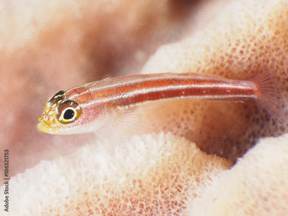 Coral fish Blueband goby