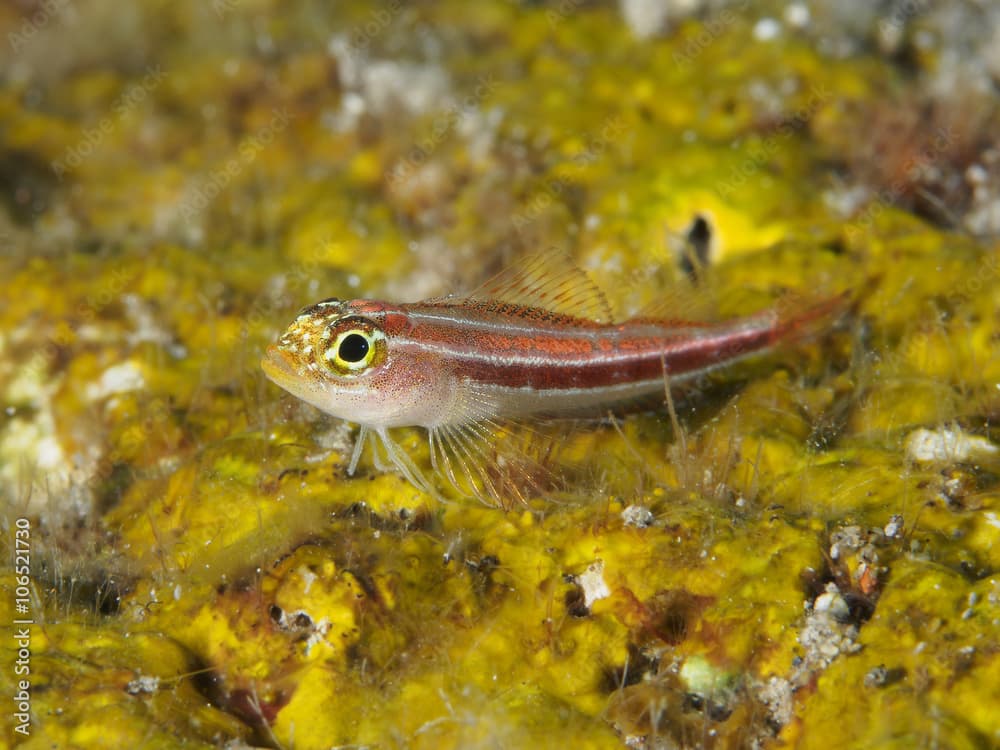 Coral fish Blueband goby