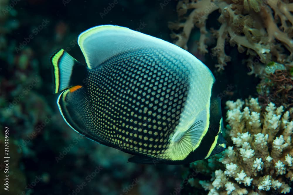 Reticulated Butterflyfish Chaetodon reticulatus