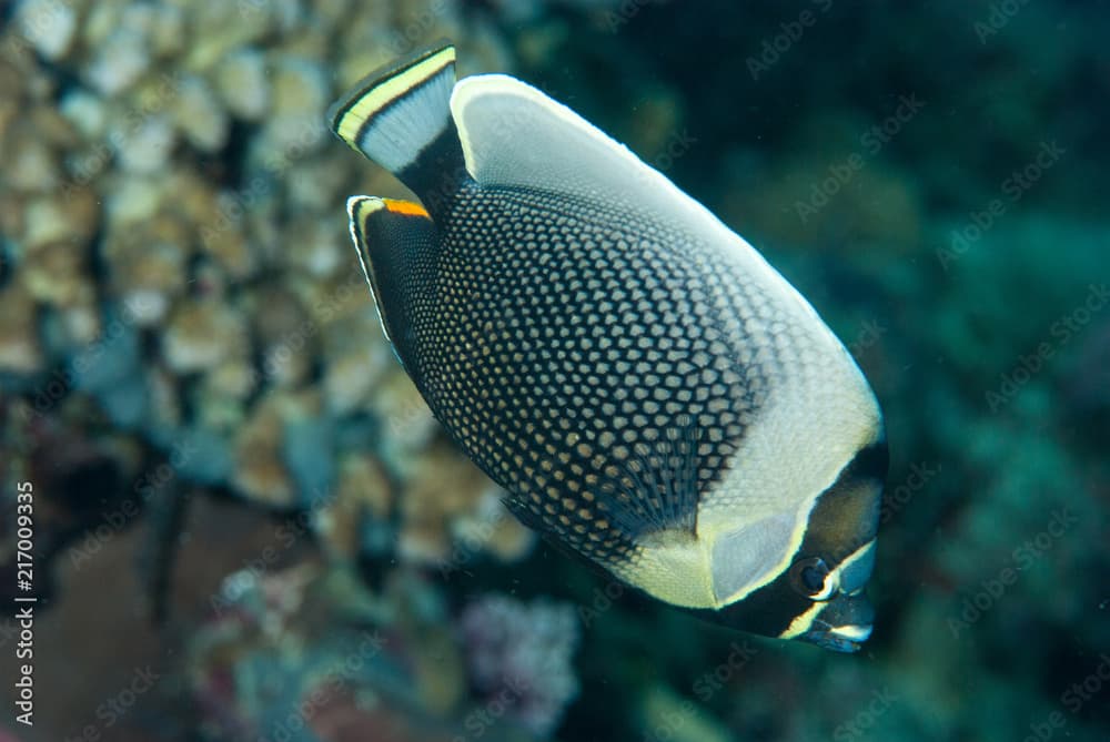 Reticulated Butterflyfish Chaetodon reticulatus