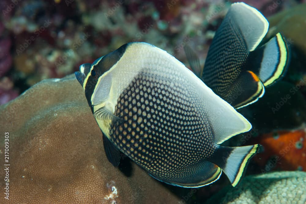 Reticulated Butterflyfish Chaetodon reticulatus