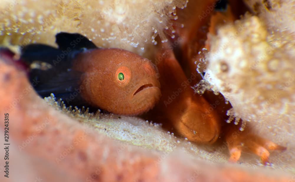 Amazing underwater world - Warthead Coralgoby - Paragobiodon modestus.  Panda goby. Diving, macro photography. Tulamben, Bali, Indonesia.
