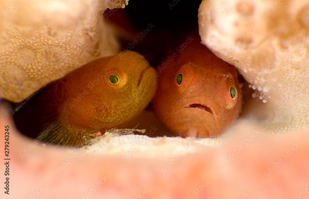 Amazing underwater world - Warthead Coralgoby - Paragobiodon modestus.  Panda goby. Diving, macro photography. Tulamben, Bali, Indonesia.