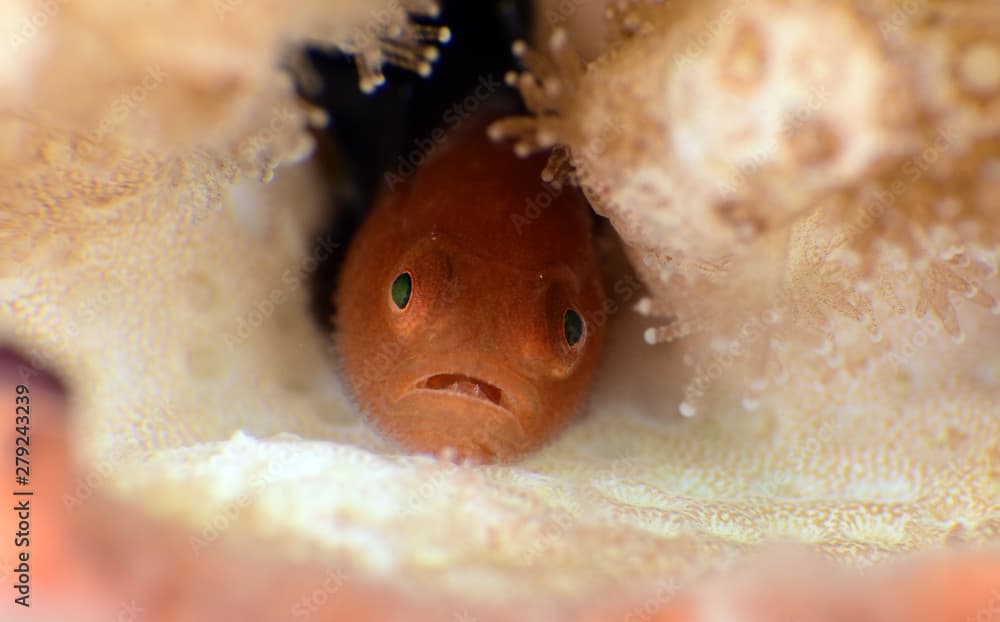 Amazing underwater world - Warthead Coralgoby - Paragobiodon modestus.  Panda goby. Diving, macro photography. Tulamben, Bali, Indonesia.