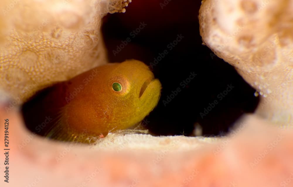 Amazing underwater world - Warthead Coralgoby - Paragobiodon modestus.  Panda goby. Diving, macro photography. Tulamben, Bali, Indonesia.